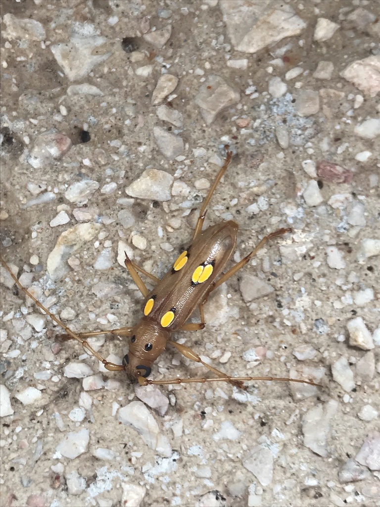 Eburodacrys laevicornis