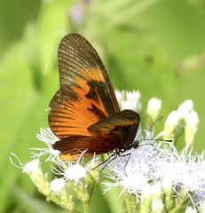 Pseudacraea