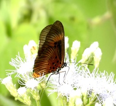 Pseudacraea