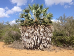 Copernicia prunifera