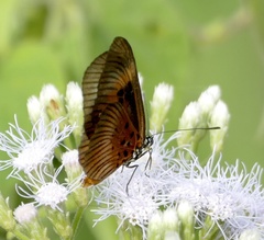 Pseudacraea