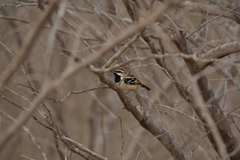 Myrmorchilus strigilatus