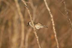 Sakesphoroides cristatus