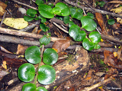 Chrysosplenium valdivicum