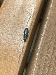 Temnoscheila virescens