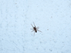 Enoplognatha mandibularis