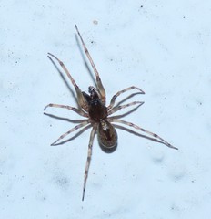 Enoplognatha mandibularis