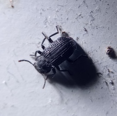 Bolitophagus reticulatus