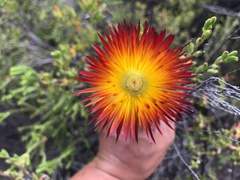 Drosanthemum bicolor