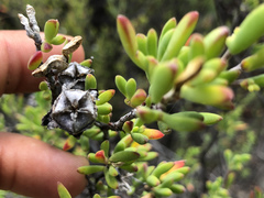 Drosanthemum bicolor