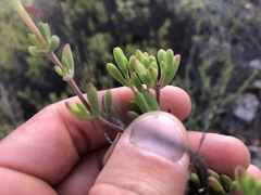Drosanthemum bicolor