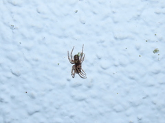 Enoplognatha mandibularis