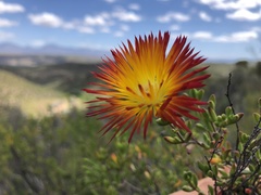 Drosanthemum bicolor
