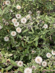 Ampelaster carolinianus