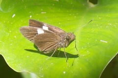Notocrypta