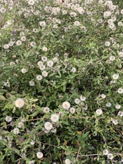 Ampelaster carolinianus