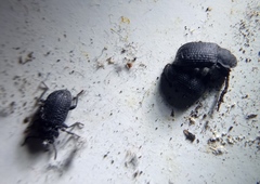 Bolitophagus reticulatus