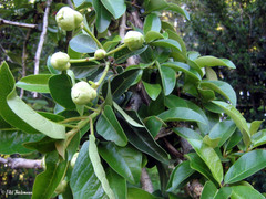 Hydrangea serratifolia