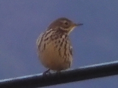 Anthus rubescens japonicus