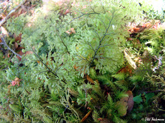 Hymenophyllum dentatum