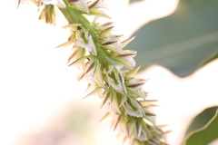 Prasophyllum brownii