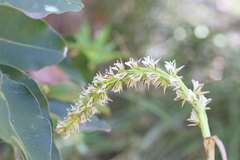 Prasophyllum brownii