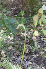 Prasophyllum brownii