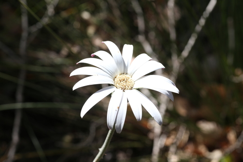 Image of Trichocline spathulata by (c) Hugo Innes, some rights reserved (CC BY)