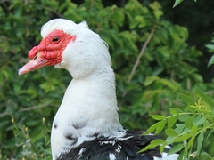 Cairina moschata domestica