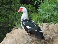 Cairina moschata domestica