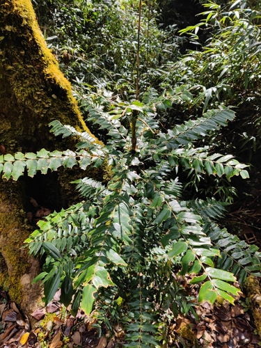 Mahonia conferta