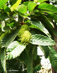 Nothofagus alpina