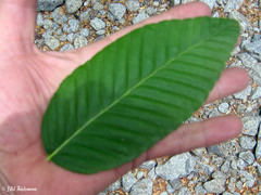 Nothofagus alpina
