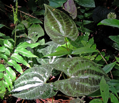Dioscorea dodecaneura
