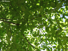 Nothofagus alpina