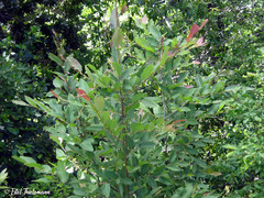 Nothofagus alpina