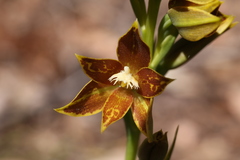 Thelymitra fuscolutea