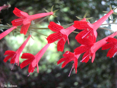 Ourisia coccinea coccinea