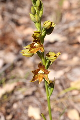 Thelymitra fuscolutea