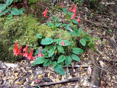 Ourisia coccinea coccinea
