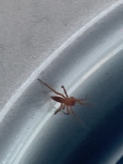 Araneae