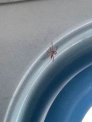 Araneae
