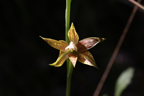 Image of Thelymitra fuscolutea by (c) Hugo Innes, some rights reserved (CC BY)