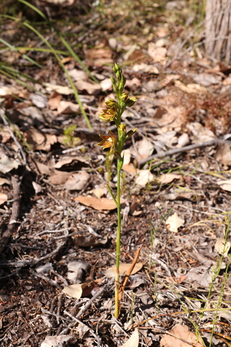 Image of Thelymitra fuscolutea by (c) Hugo Innes, some rights reserved (CC BY)