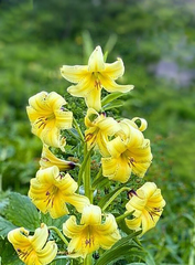 Lilium kesselringianum