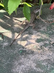 Tropidurus