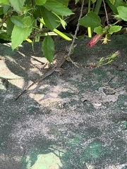 Tropidurus