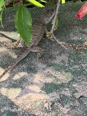Tropidurus