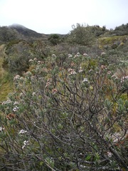 Linochilus rupestris