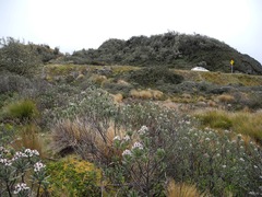 Linochilus rupestris